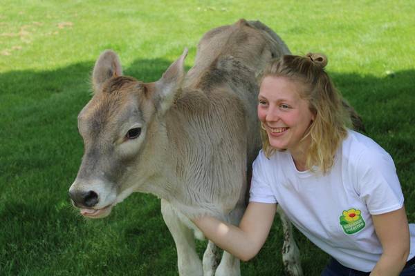 Découvrez nos vaches, Montauban, Au Clair de la Brune