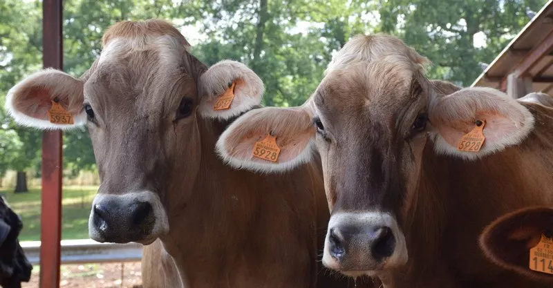 Ferme laitière, Montauban, Au Clair de la Brune