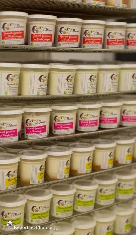 Ferme laitière, Montauban, Au Clair de la Brune