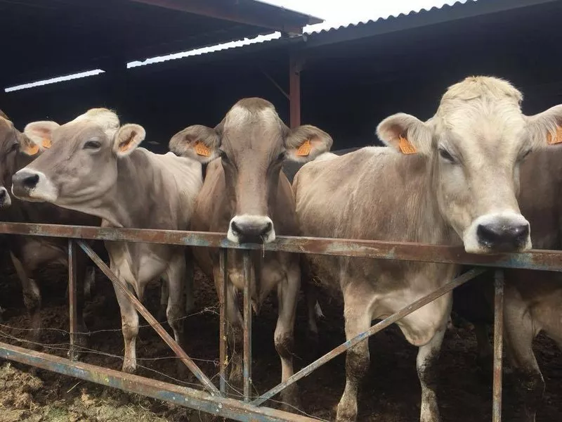 Ferme laitière, Montauban, Au Clair de la Brune