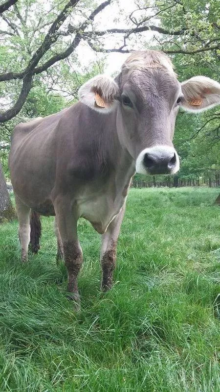 Ferme laitière, Montauban, Au Clair de la Brune