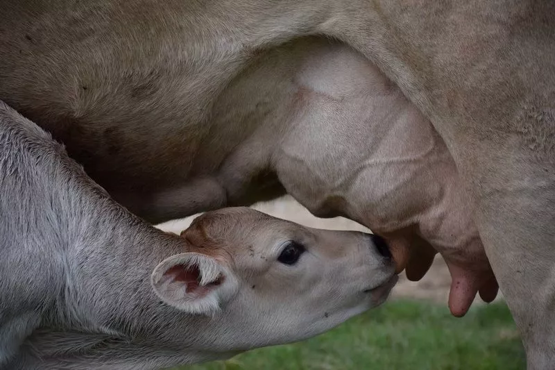 Ferme laitière, Montauban, Au Clair de la Brune