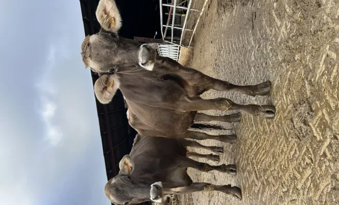 Les visites à la ferme reprennent pour les vacances de février chez Au Clair de la Brune, Montauban, Au Clair de la Brune